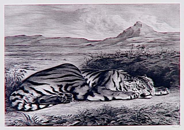 Tigre royal de Delacroix